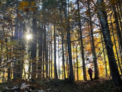 Acquista un hotel nella Foresta di Baviera, 94227 Zwiesel (Deutschland), Alberghi